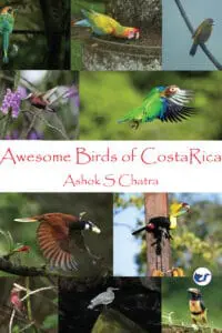 Awesome Birds of Costa Rica: A Beautiful Collection
